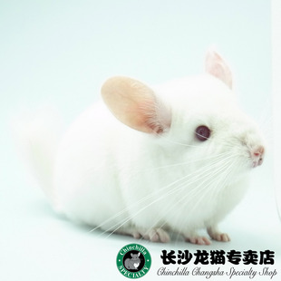 粉白母 活体 龙猫 2017春季 长沙龙猫专卖店