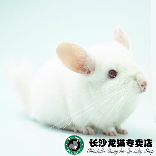 *长沙龙猫专卖店*龙猫母活体