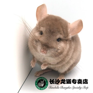 *长沙龙猫专卖店* 2016 春季上市 米色MM 活体 实体店铺