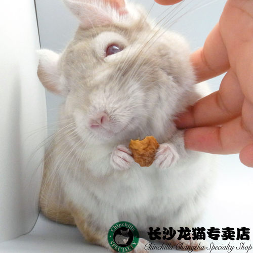 长沙龙猫专卖店活体宝宝