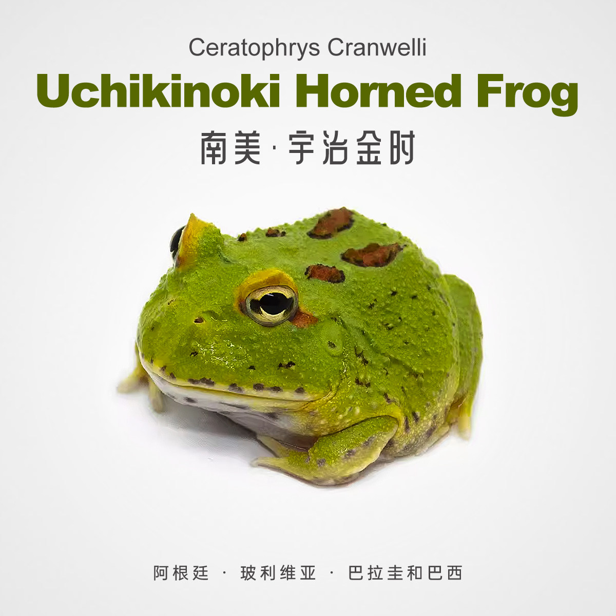 精品宇治角蛙活体饲养两膝爬行可爱网红批发全品萌宠热卖活动包邮