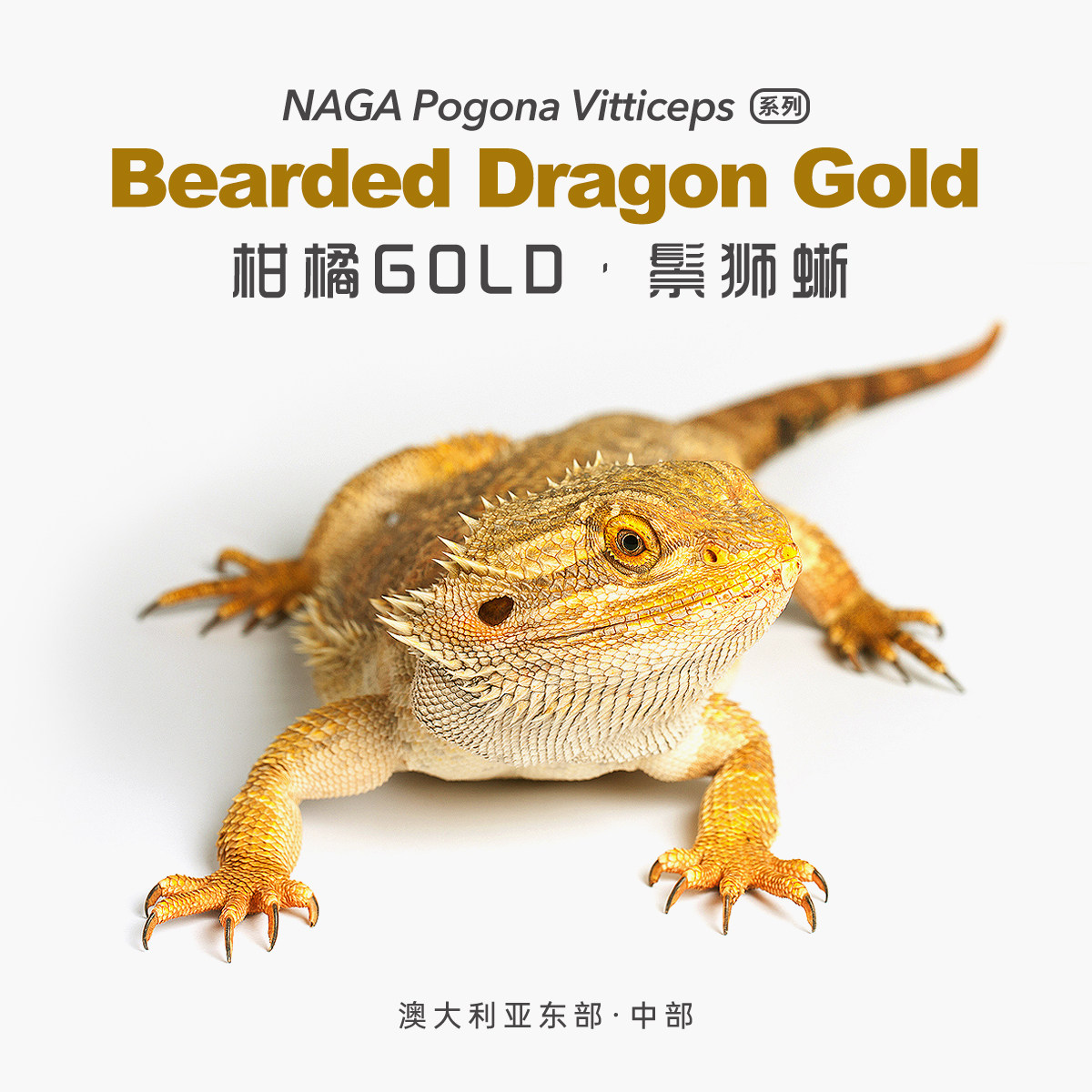 柑橘系统鬃狮蜥蜴网红特色爬宠活体异类温顺易上手隐血红果冻超白