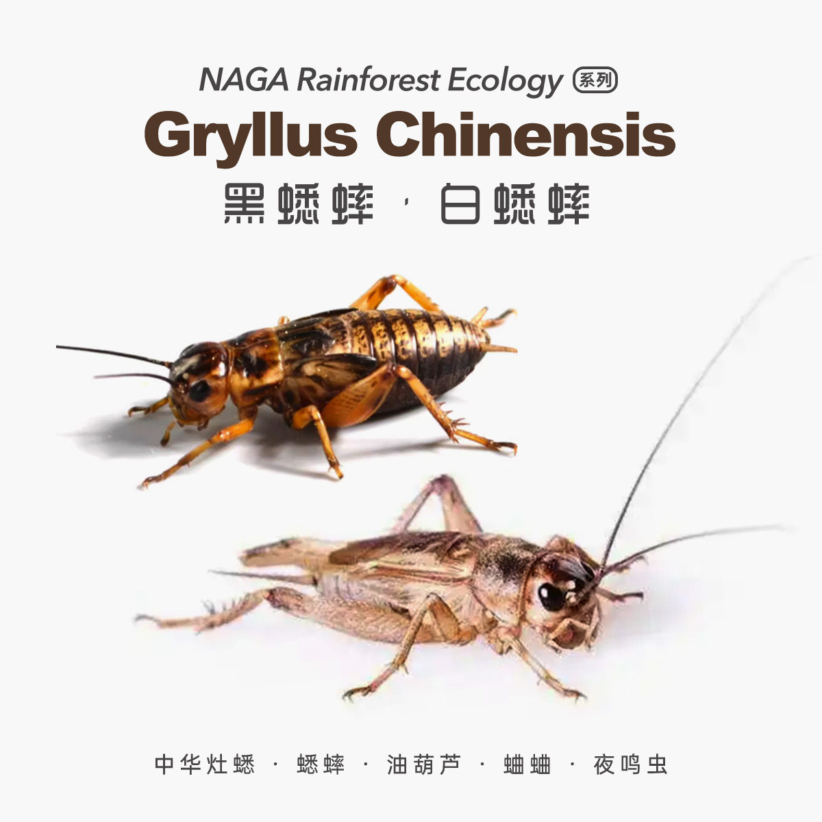 黑白蟋蟀蛐蛐活体异宠油葫芦蜥蜴守宫角蛙龙鱼鸟全品活食爬虫饲料