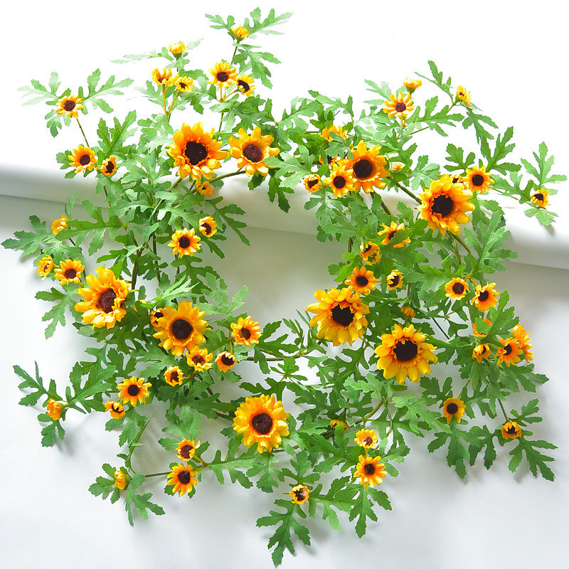 哇~惊艳全网的2米2长向日葵花藤