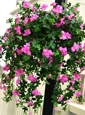 仿真映山红杜鹃花藤条装饰假花藤条塑料绿植墙壁挂花吊兰植物吊花