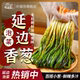 庆福宫延边朝鲜族韩式 小葱泡菜辣白菜香葱韩国泡菜辣白菜腌葱酱菜