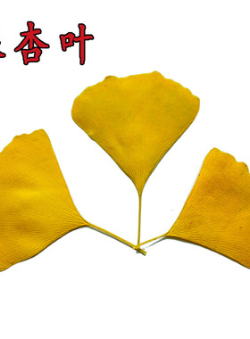 银杏叶真树叶干树叶干花幼儿园贴画DIY材料植物标本