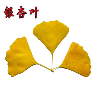 银杏叶真树叶干树叶干花幼儿园贴画DIY材料植物标本