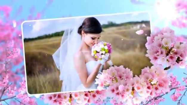 温馨浪漫粉色樱花花枝间家庭婚礼情侣照片展示效果AE模板