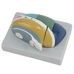 海医人体丘脑放大解剖模型可拆彩色核团标注医学临床科普神经系统