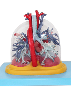 全医学人体肺段肺解剖模型呼吸系统呼吸科肺小叶胸外科胸透CT教学