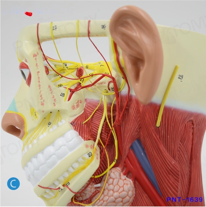 人体脑部解剖模型口腔鼻咽喉头部颅脑模型脑动脉血管模型