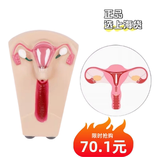 上海医信人体避孕指导模型计生模型上环训练模型女性私密部位