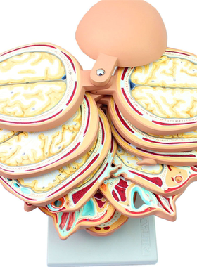 医信MDCD医学人体头颅脑横切模型人体脑模型头颅横切面断层水平切