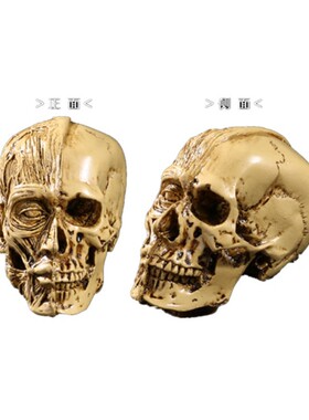 美术高精度人体肌肉骨骼树脂模型
