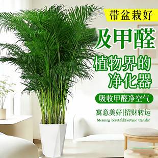 富贵椰子大型绿植盆栽室内客厅办公室好养植物四季 常青除甲醛