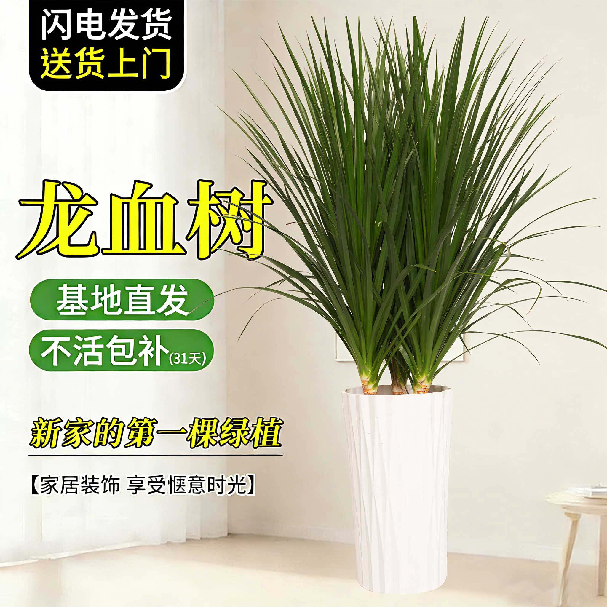 三桩龙血树绿植盆栽大型植物客厅室内多头造型老桩植物ZB