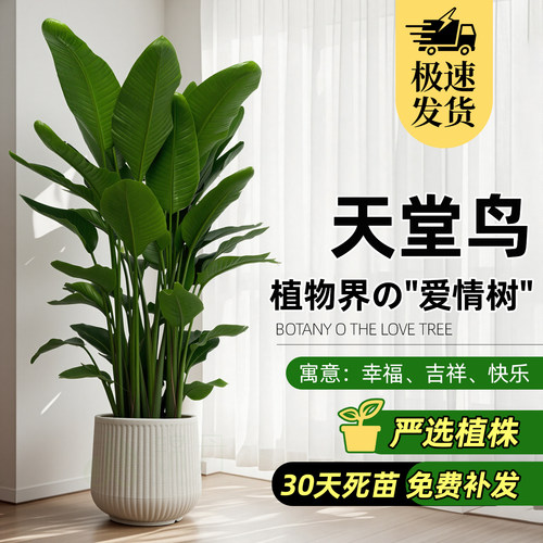 天堂鸟鹤望兰盆栽大型植物客厅室内办公室净化空气观叶植物易养活