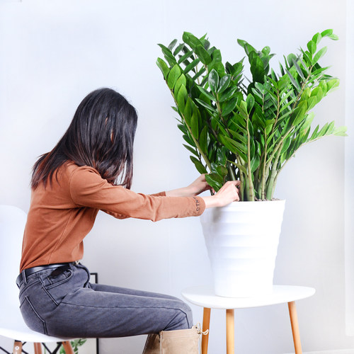 招财大绿植开业乔迁送礼金钱树