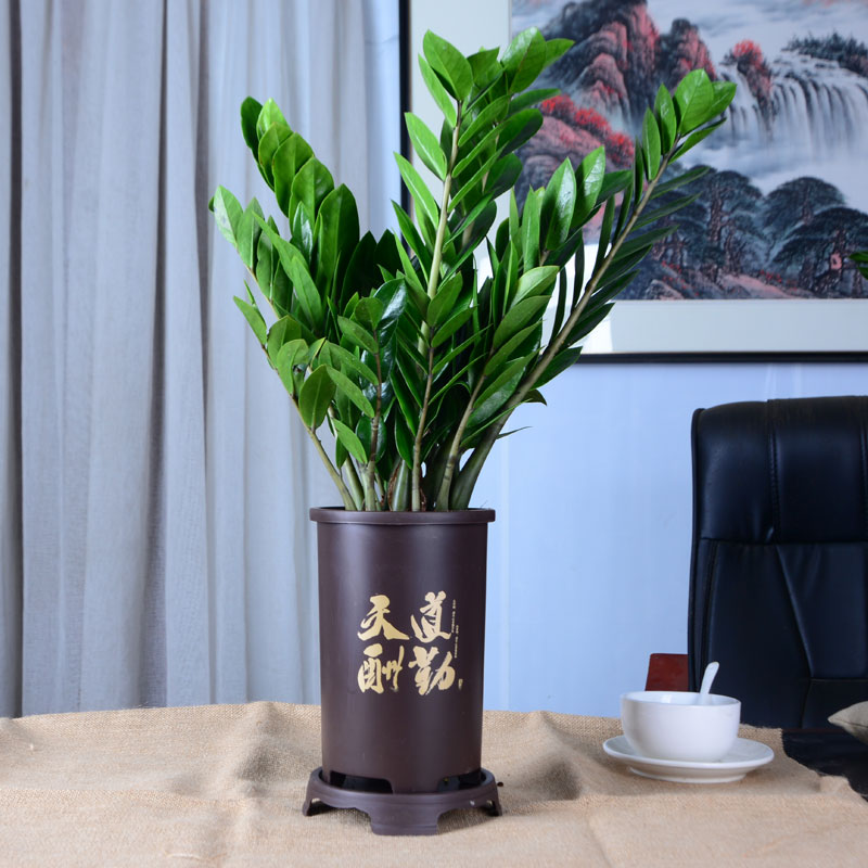 金钱树盆栽植物室内花卉客厅绿植大摇钱串子小发财树四季常青好养