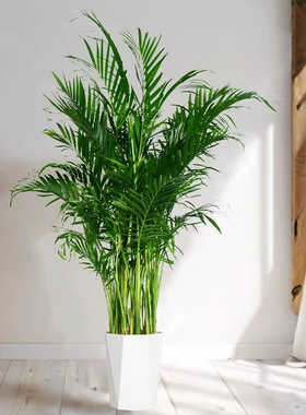 1-1.2富贵椰子大型绿植盆栽室内办公室好养四季常青净化空气zb