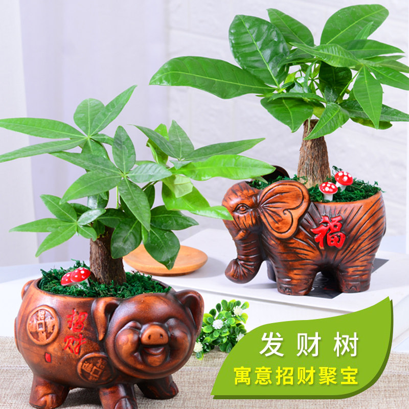 发财树植物室内花卉盆栽办公室桌面吸甲醛净化空气招财富贵树盆景