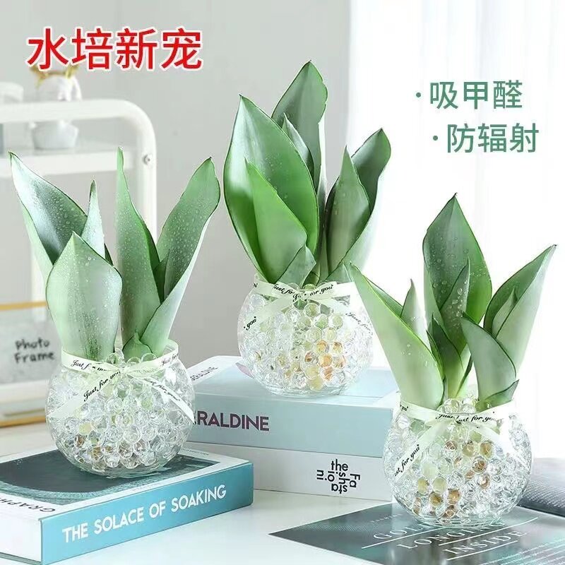 水培植物盆栽白玉兰金边虎皮兰