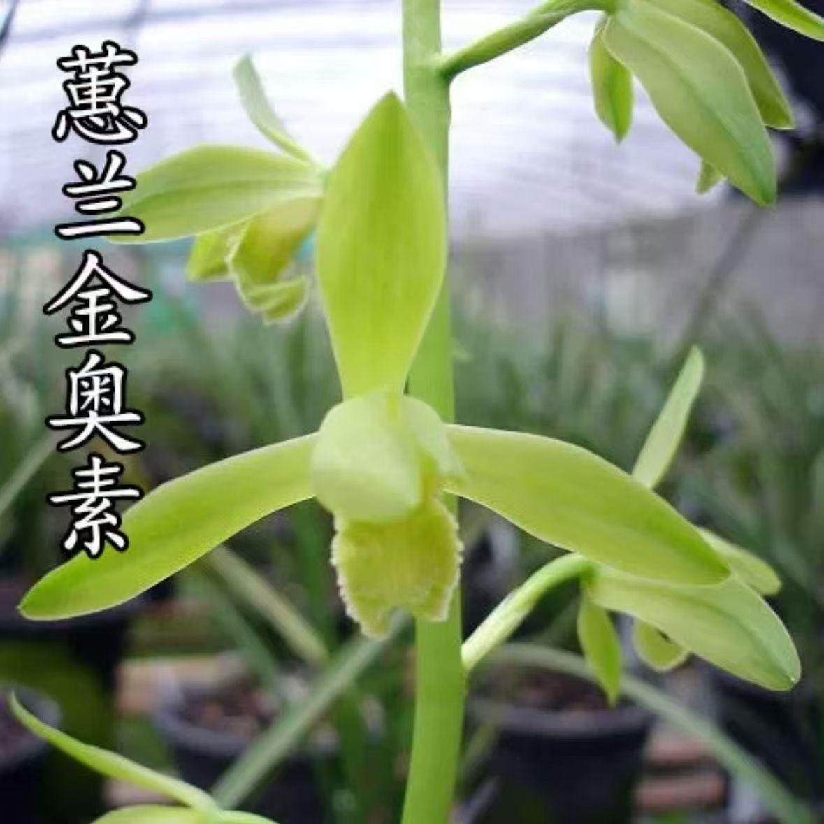 浓香蕙兰名品金奥素经典名贵老品种绿植盆栽
