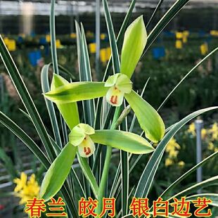 细叶飘垂精品兰花苗春兰皎月边草花艺双全客厅阳台庭院盆栽