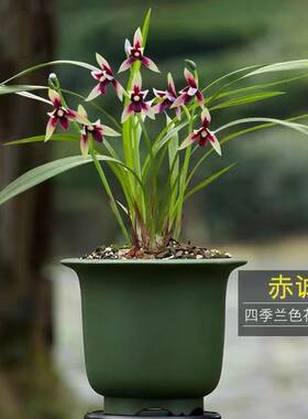 真品精品兰花苗名贵品种红素花建兰赤诚峨眉晨光夏季带花苞