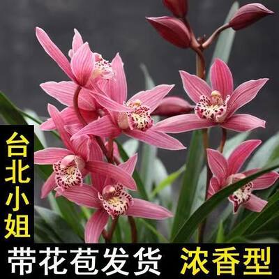 大花蕙兰年宵花高大盆栽浓香红花台北小姐带花苞客厅庭院盆栽