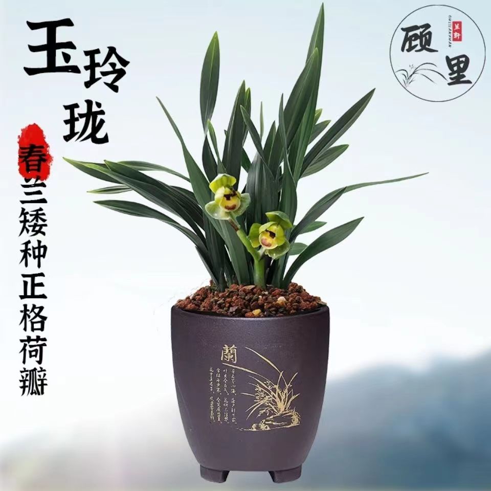 浓香春兰玉玲珑精品矮种兰花苗经典茶桌办公室小盆栽