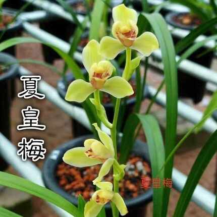 精品名贵兰花苗四季兰夏皇梅浓香好养兰花清仓正品室内阳台客厅