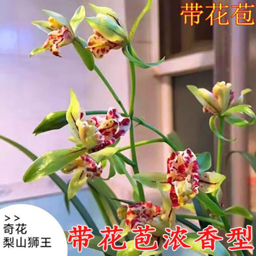 名贵办公室建兰四季开花建兰