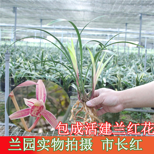 市长红建兰名贵花艺绿植盆栽包邮