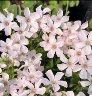 粉梦酢浆草 块根酢 小苗 盆栽白梦四季酢好养多年生观 关节酢