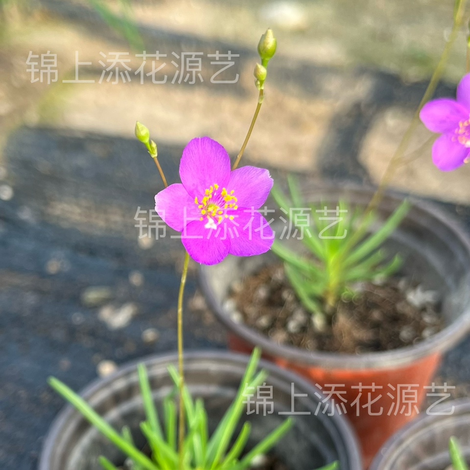 火焰花马齿苋科稀有块根多肉植物夏季开花非常耐热小型迷你花卉
