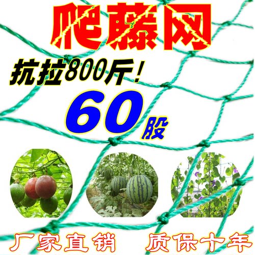 60股加粗植物爬藤网种植网丝瓜苦瓜吊瓜南瓜百香果攀爬植物搭架网 - 封面