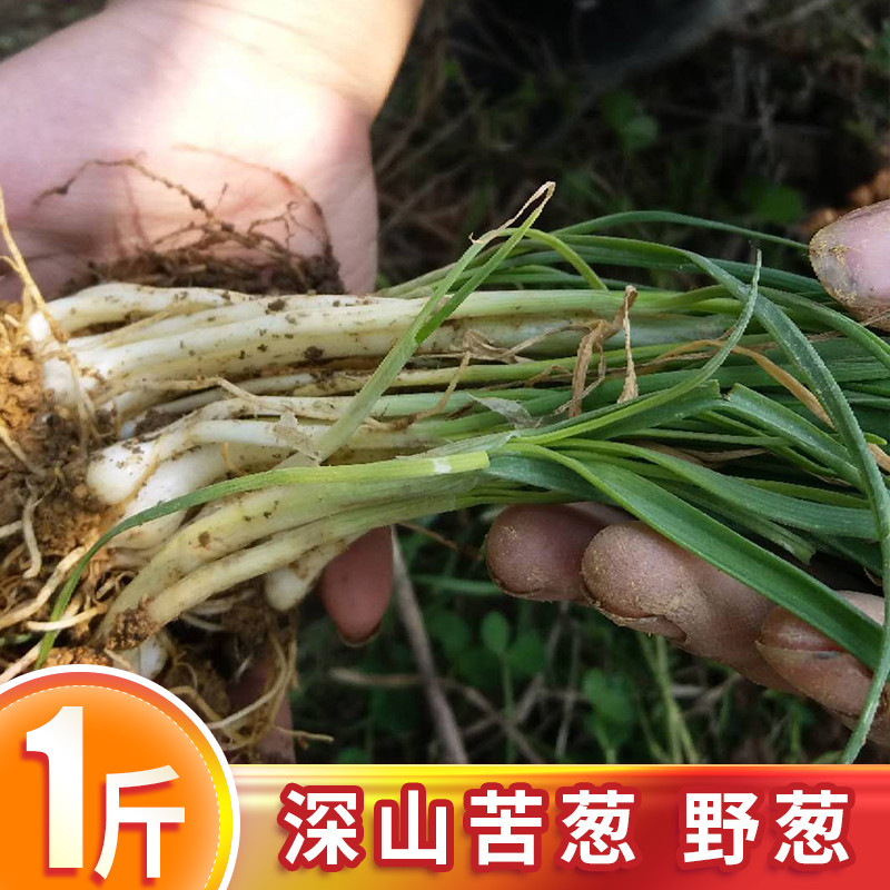 现挖现发苦葱野葱新鲜野生贵州野山葱小根香葱苦藠头蔬菜野菜种子