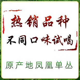 凤凰单枞茶试喝鸭屎香锯朵仔大乌叶蜜兰香八仙宋种竹叶凹富后