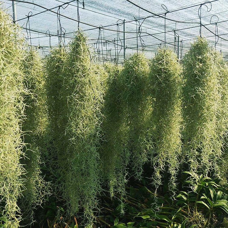 松萝居家吸甲醛装点家居空气凤梨