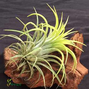 空气凤梨无土植物黄精灵德鲁伊白花精灵T.ionantha Druid懒人植物