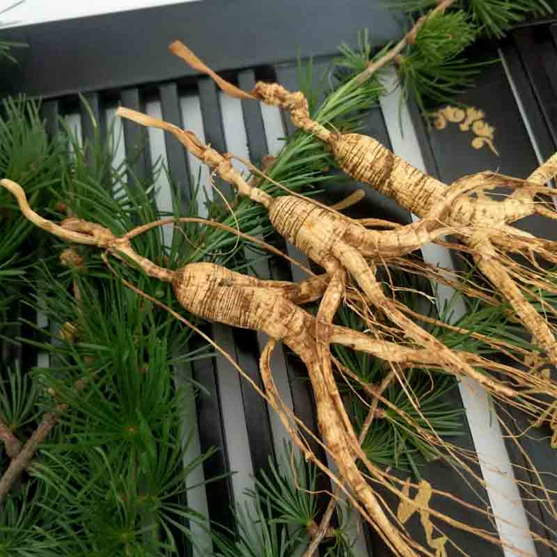 礼盒山参林下生长白山人参干参泡酒煲汤