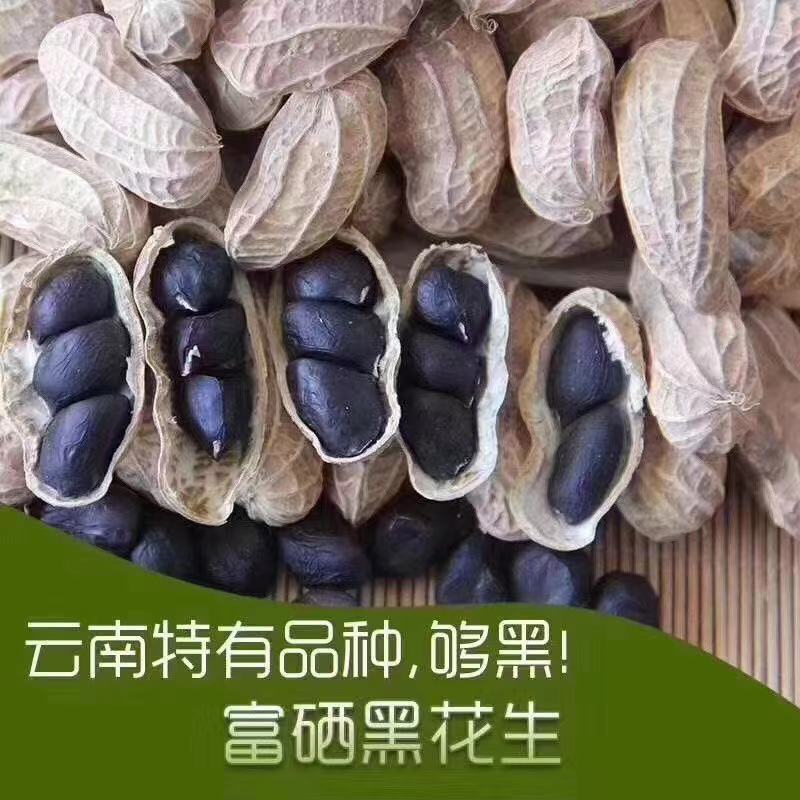 云南黑花生小粒带壳新鲜普洱黑皮花生味甜黑皮种籽特产500g
