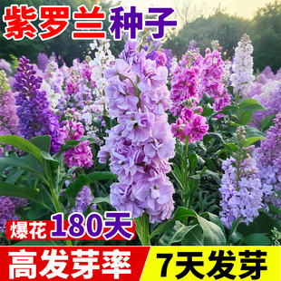 切花紫罗兰花种子四季播种开花好养易活盆栽庭院耐寒景观花海花籽
