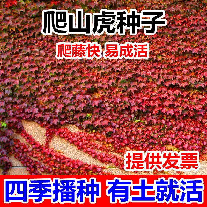 爬山虎种子四季易活爬墙花卉攀爬花种籽子孑五叶地锦室外爬藤植物