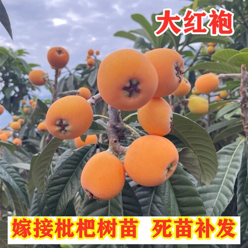 大红袍枇杷树苗南方北方种植嫁接特大枇杷苗盆栽地栽果树当年结果