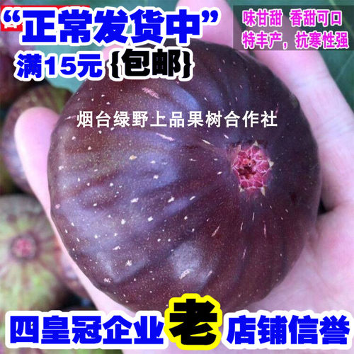 日本特大紫果树苗无花果树苗盆栽地栽果树苗南方北方种植50-60克