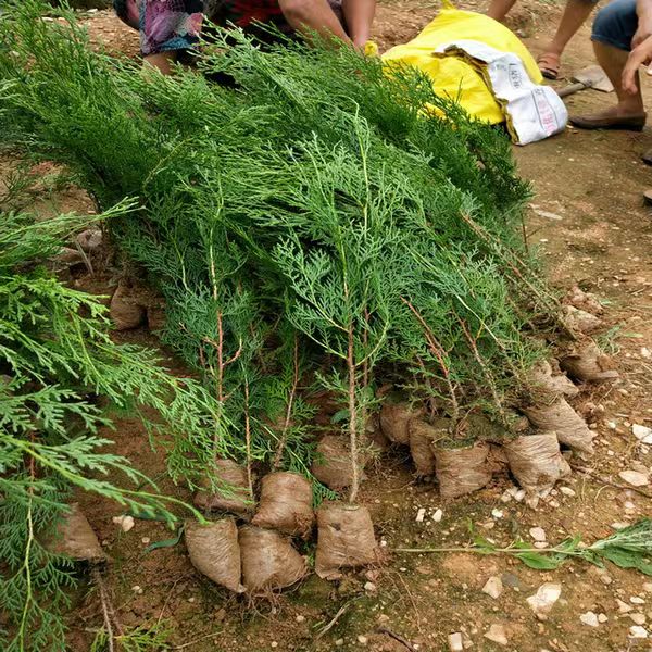 侧柏树苗 扁柏苗树苗 松柏树苗 荒山造林四季青 扫墓松柏绿化苗木图片