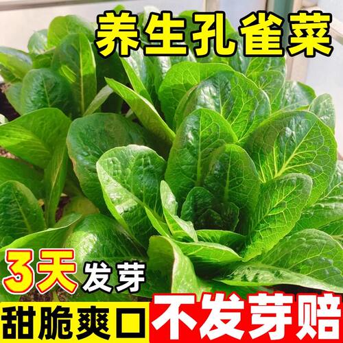 孔雀菜种籽春秋播种盆栽